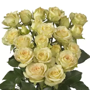 Роза Кустовая Кремовая (50 см.)