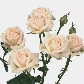 Роза Кустовая Кремово-Розовая (60 см.)