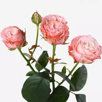 Роза Кустовая Madam Bombastic (40 см.)