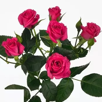 Роза Кустовая Малиновая (30-40 см.)