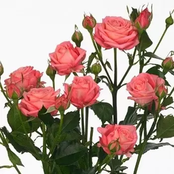 Роза Кустовая Пионовидная Коралловая (70 см.)