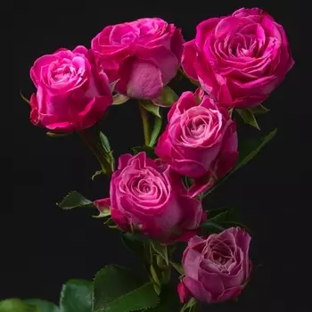 Роза Кустовая Пионовидная Малиновая (30-40 см.)