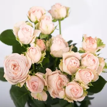 Роза Кустовая Пионовидная Нежно-Розовая (50 см.)