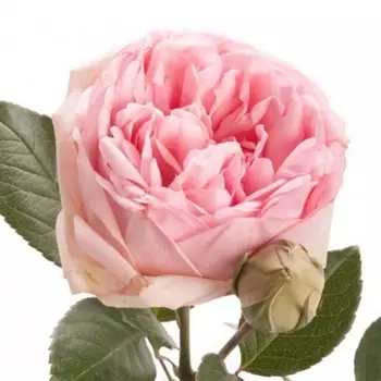 Роза Кустовая Пионовидная Светло-Розовая (70 см.)