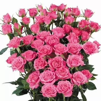 Роза Кустовая Ярко-Розовая (30-40 см.)