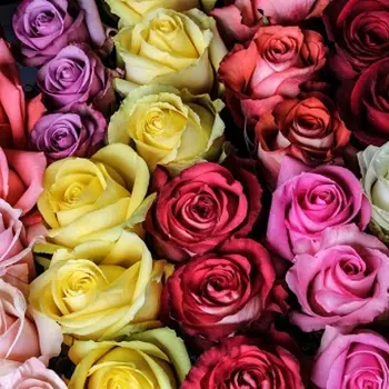 Роза Микс (30-40 см.)