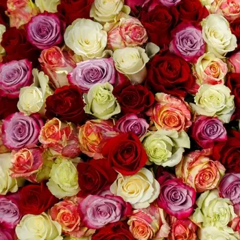 Роза Микс (60 см.)