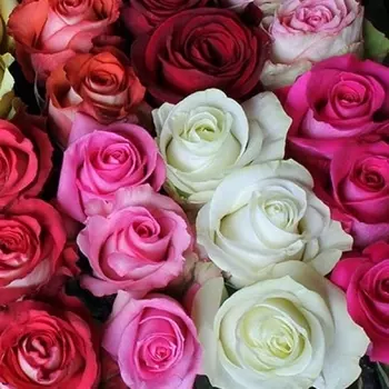 Роза Микс (80 см.)