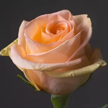 Роза Персиковая (70 см.)