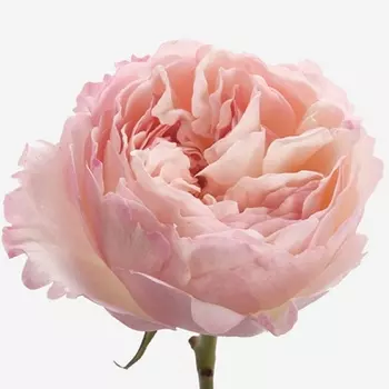 Роза Пинк Охара (70 см.)