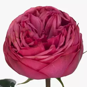 Роза Пинк Пиано (70 см.)