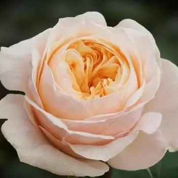 Роза Пионовидная Victorian Peach (70 см.)