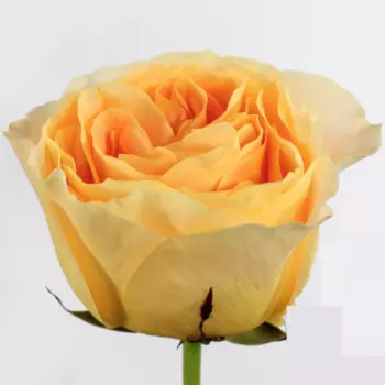 Роза Пионовидная Желтая (60 см.)