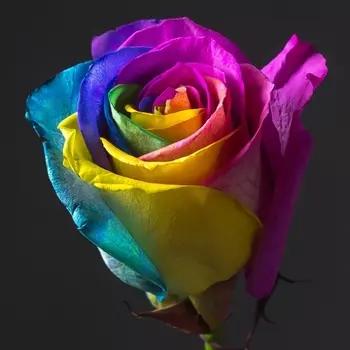 Роза Радужная (30-40 см.)