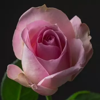 Роза Розовая (30-40 см.)