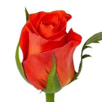 Роза Ярко-Оранжевая (30-40 см.)