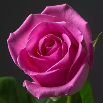 Роза Ярко-Розовая (30-40 см.)