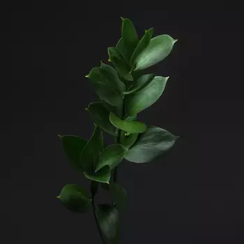 Рускус Хайпо