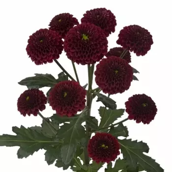 Сантини Бордовая