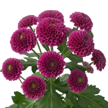 Сантини Фиолетовая