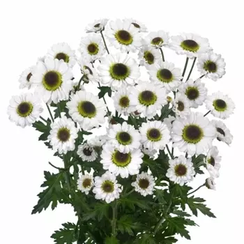 Сантини Инь Янь Белая