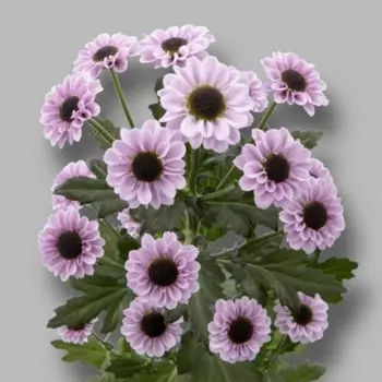 Сантини Инь Янь Розовая