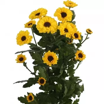 Сантини Инь Янь Желтая