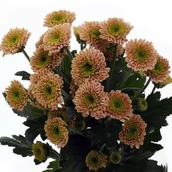 Сантини Карамельная