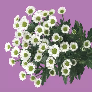 Сантини Ромашка Белая