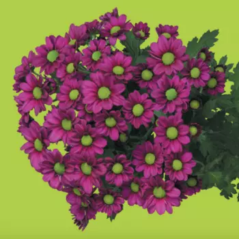 Сантини Ромашка Фиолетовая