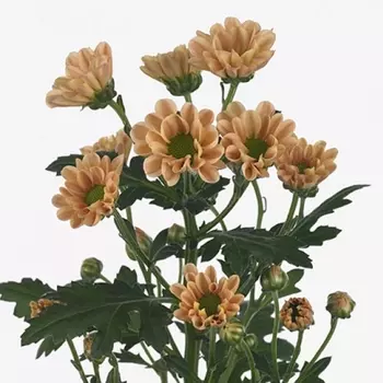 Сантини Ромашка Карамельная