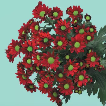 Сантини Ромашка Красная