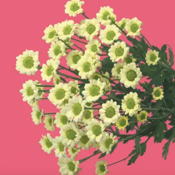 Сантини Ромашка Кремовая