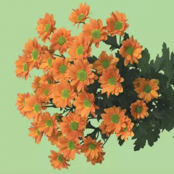 Сантини Ромашка Оранжевая