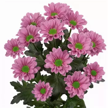 Сантини Ромашка Розовая