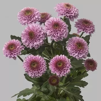 Сантини Розовая