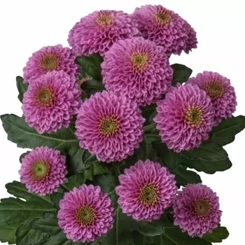 Сантини Сиреневая