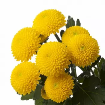 Сантини Желтая