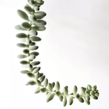 Седум Моргана