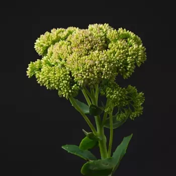 Седум Зеленый