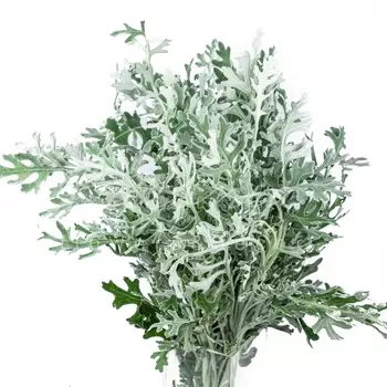 Сенецио Maritima