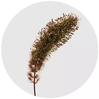 Сетария Red Jewel