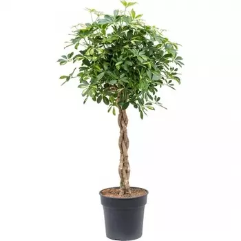 Шеффлера Голд Капелла твист 21/70