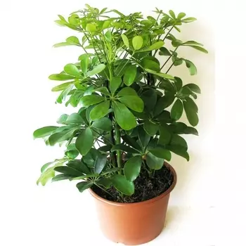 Шеффлера Нора 21/50