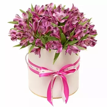 25 Фиолетовых Альстромерий в коробке