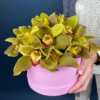 Шляпная Коробка "Киви"