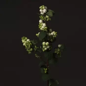 Симфорикарпус Белый