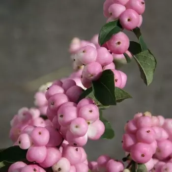 Симфорикарпус Розовый