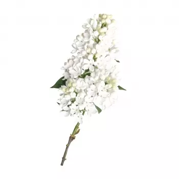 Сирень Белая