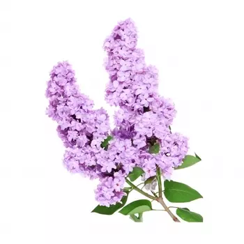 Сирень Сиреневая